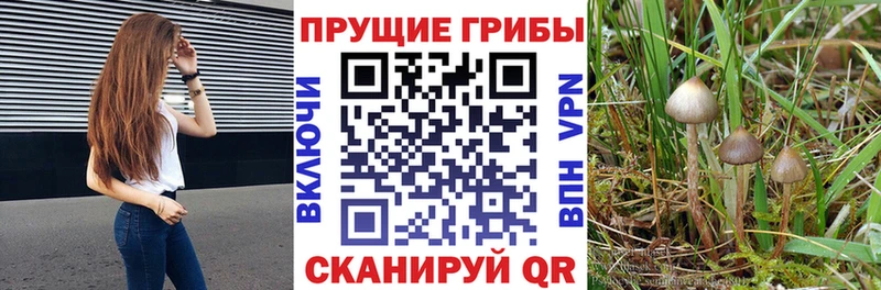 магазин продажи   Чкаловск  МЕГА сайт  Галлюциногенные грибы GOLDEN TEACHER 